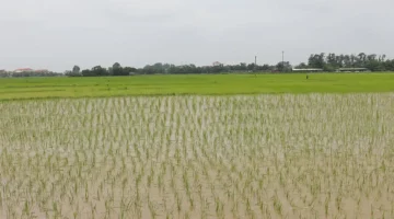 هدف طموح.. باك نينه تخطط لزراعة 91880 هكتار من محصول الربيع 2026